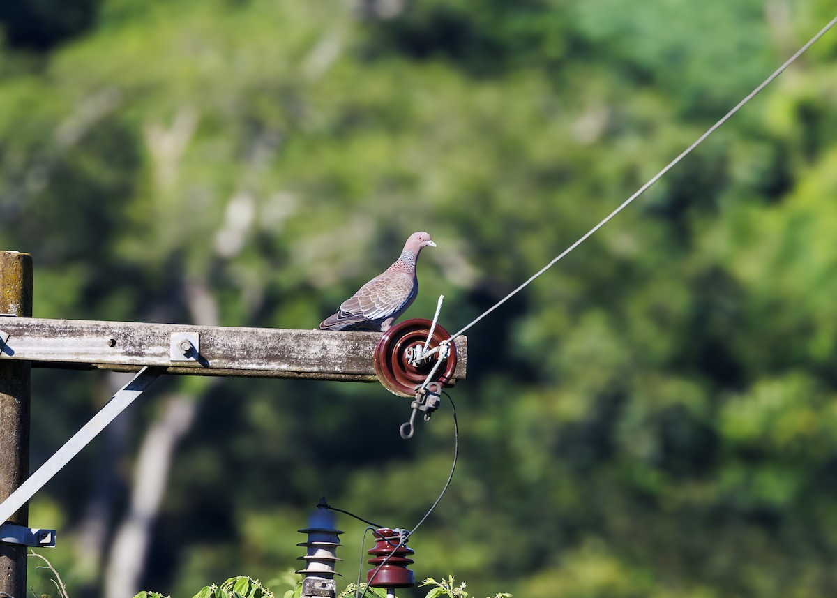 Picazuro Pigeon - ML647427967