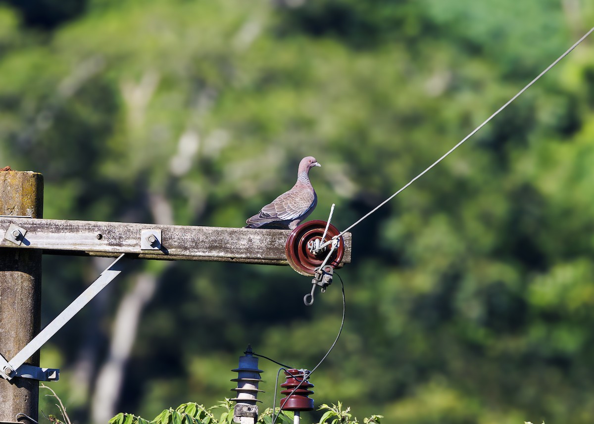 Picazuro Pigeon - ML647427968