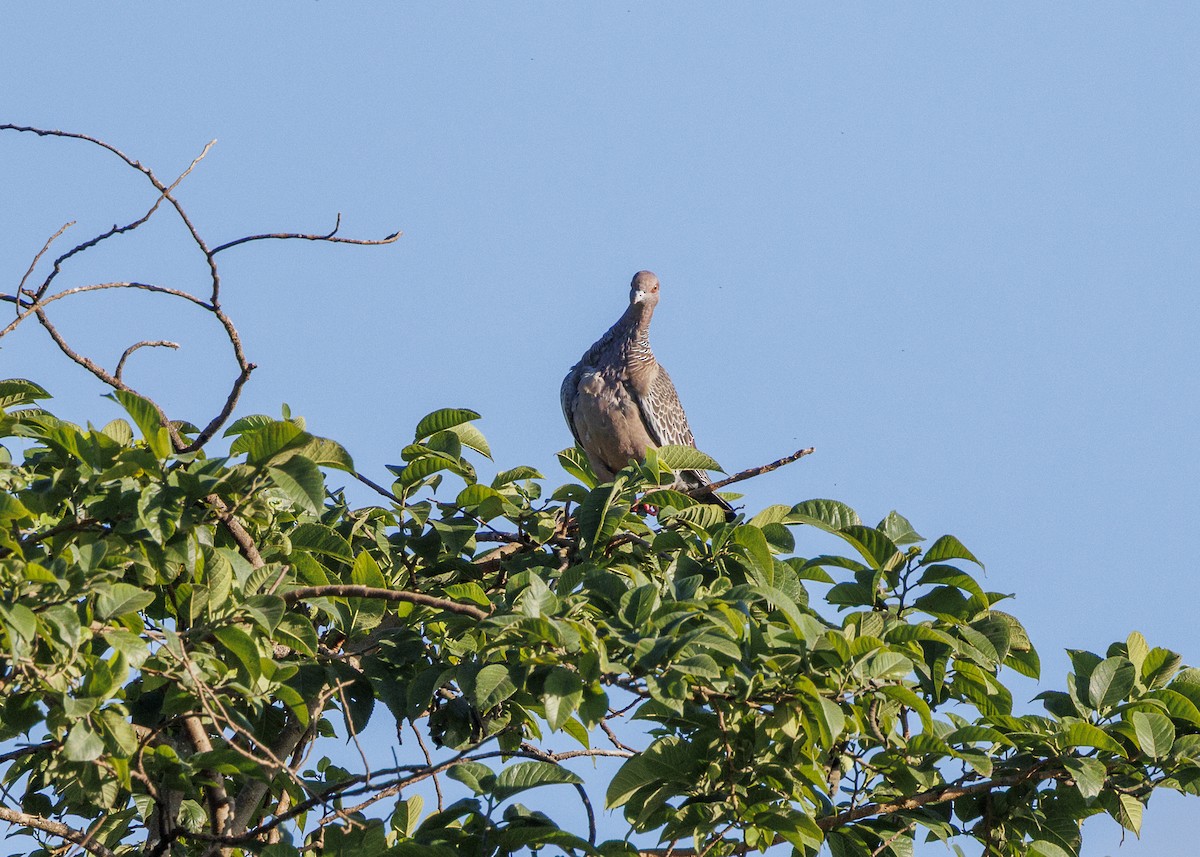 Picazuro Pigeon - ML647427970