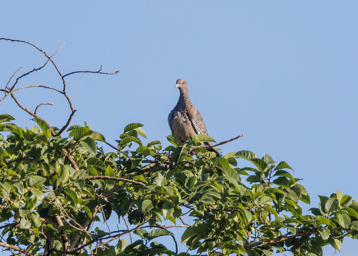 Picazuro Pigeon - ML647427972