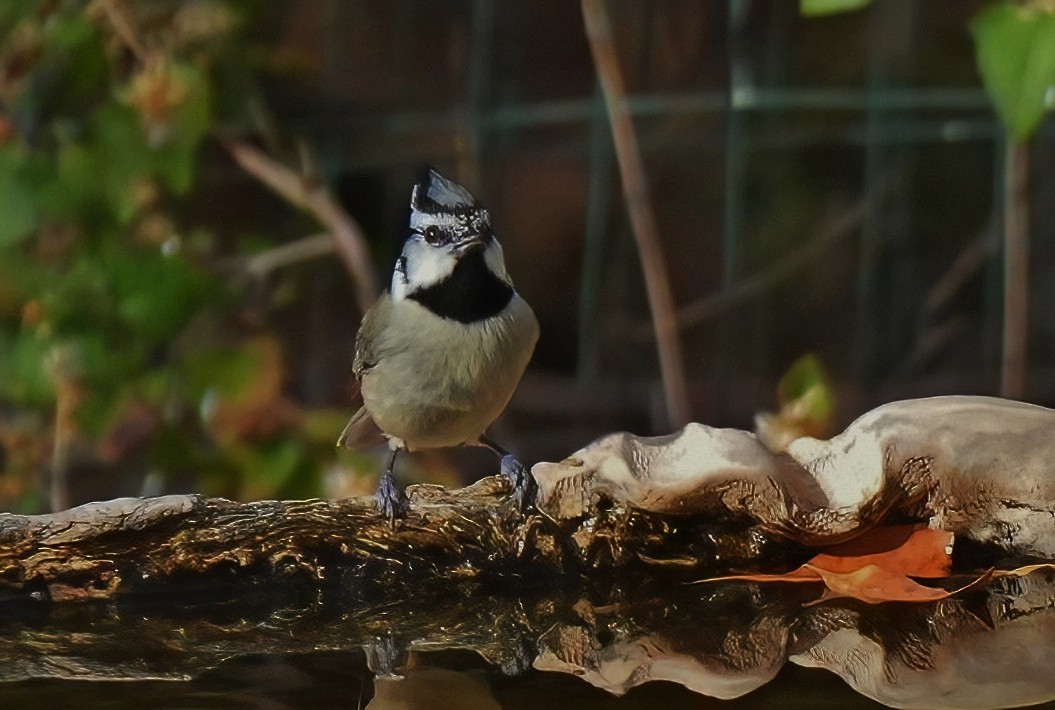 Mésange arlequin - ML647427973