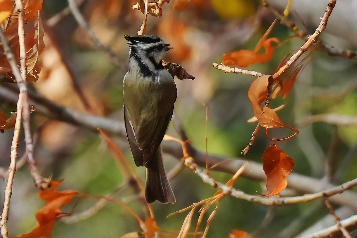 Mésange arlequin - ML647427974