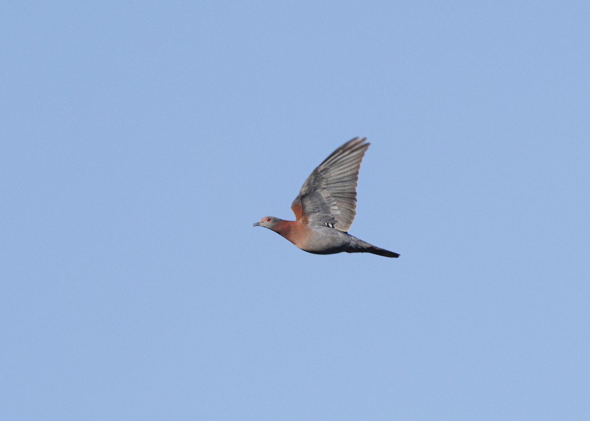 Paloma Colorada - ML647427977