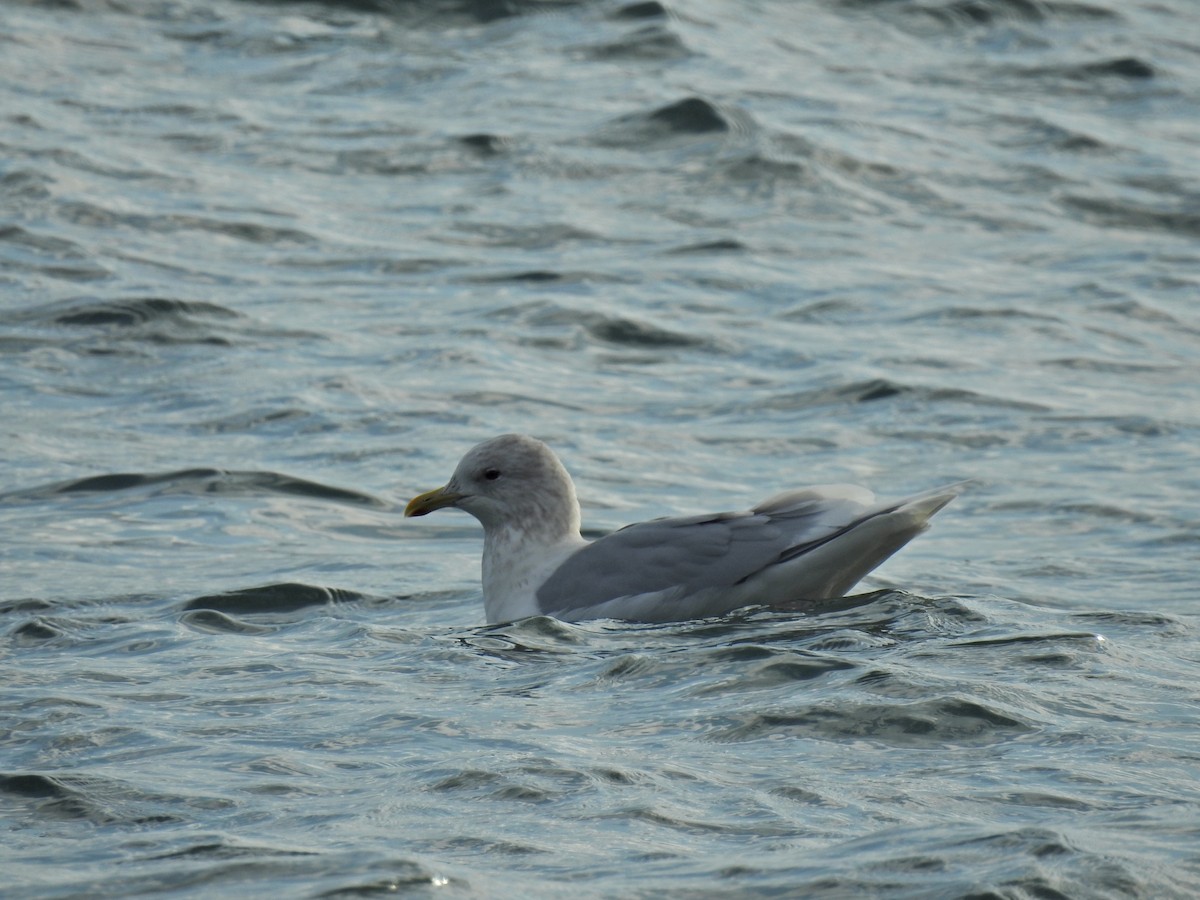 アイスランドカモメ - ML647427982