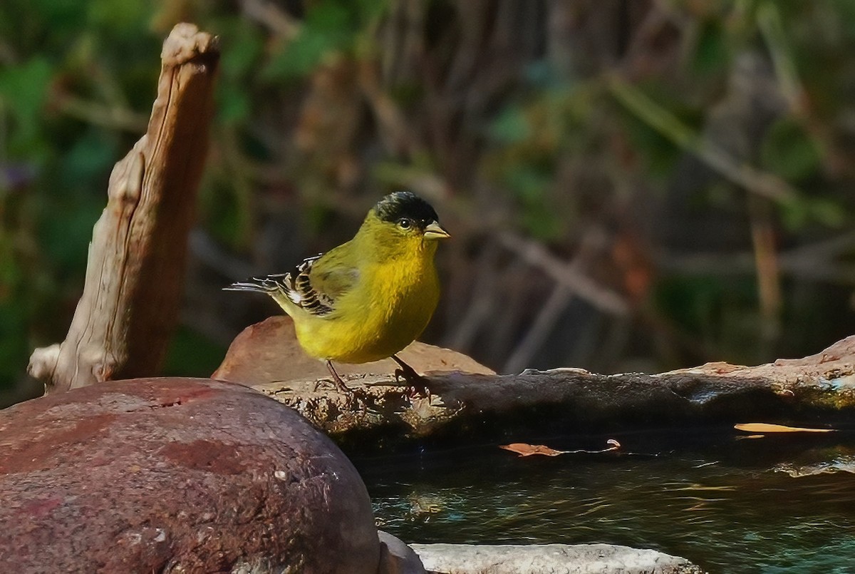 Chardonneret mineur - ML647427984