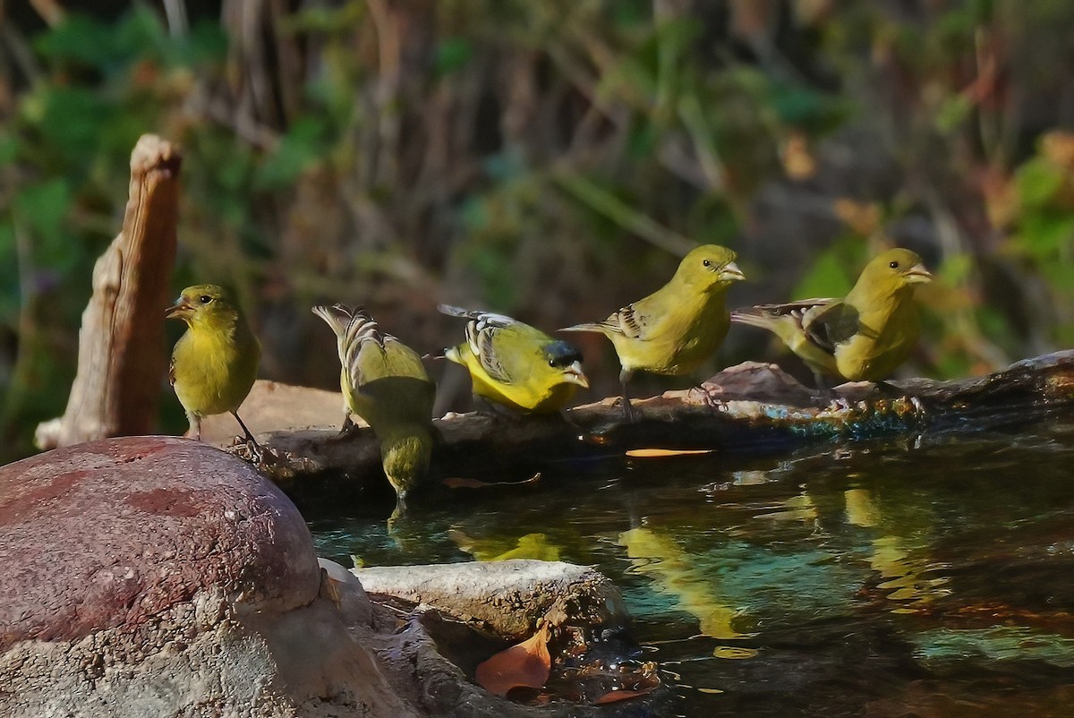 Chardonneret mineur - ML647427985