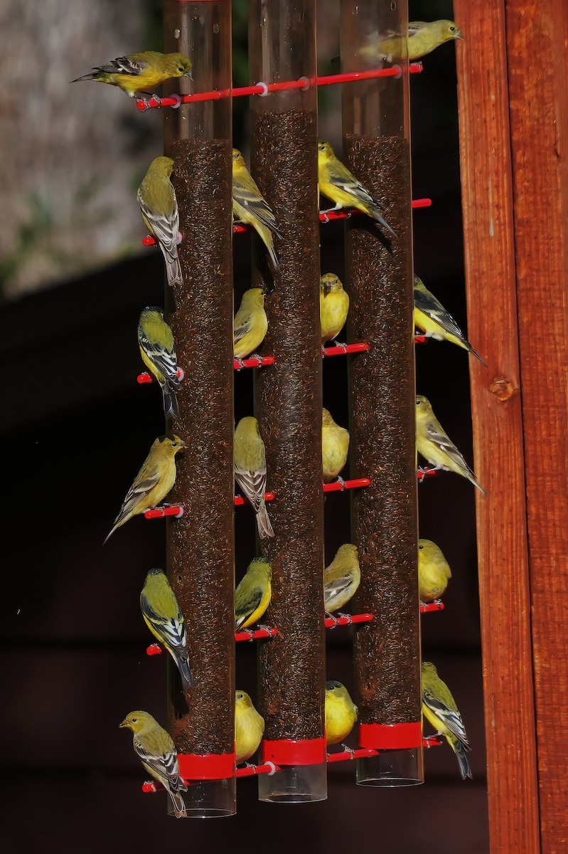 Chardonneret mineur - ML647427986