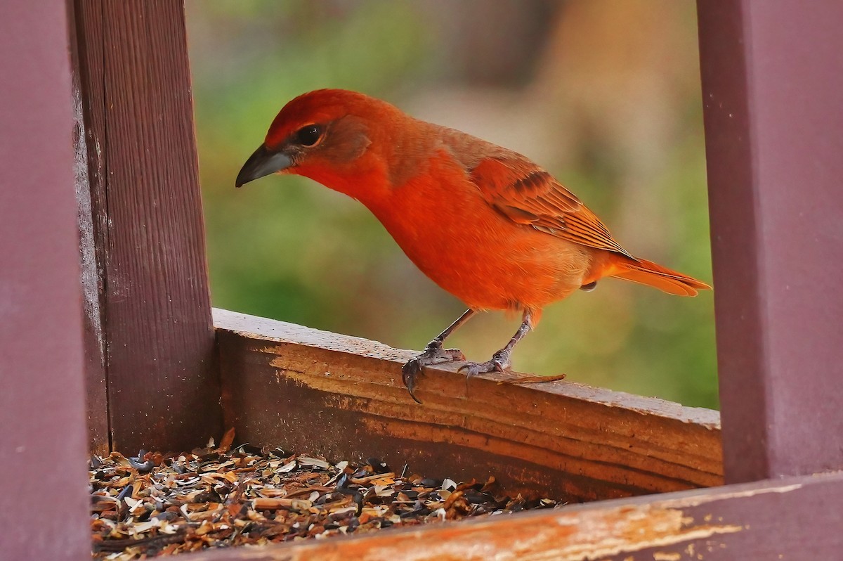 Piranga orangé - ML647427987