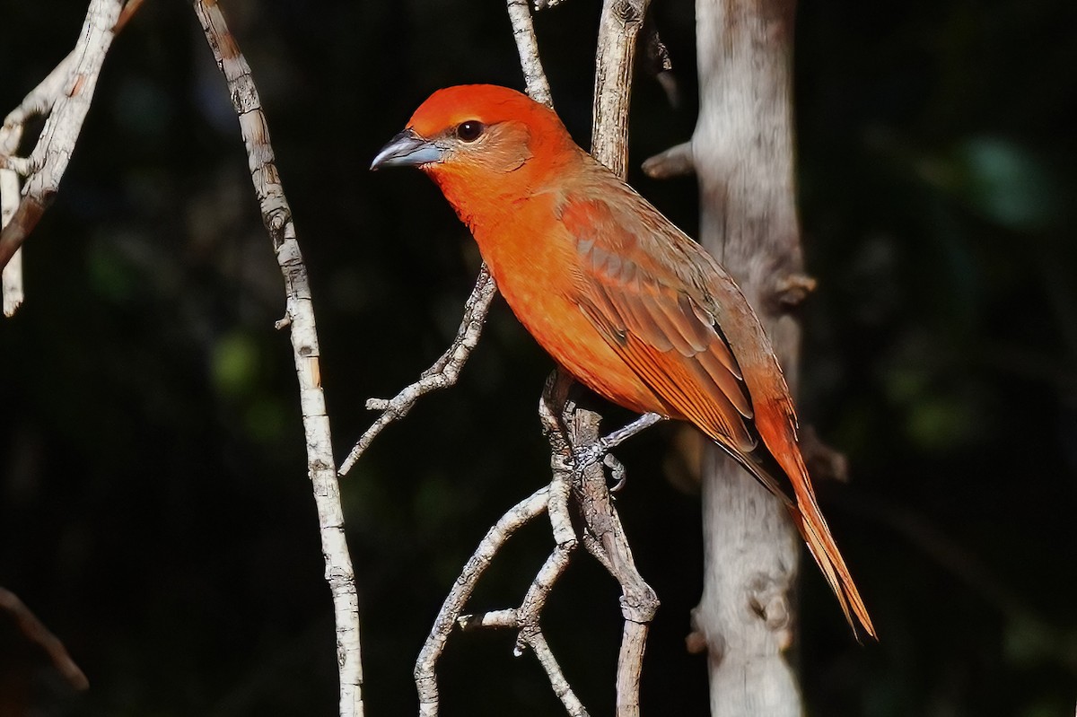 Piranga orangé - ML647427988