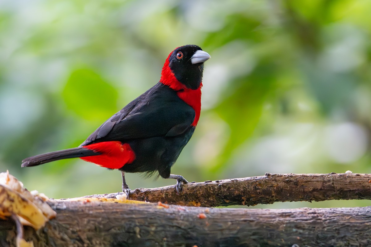 Crimson-collared Tanager - ML647427997