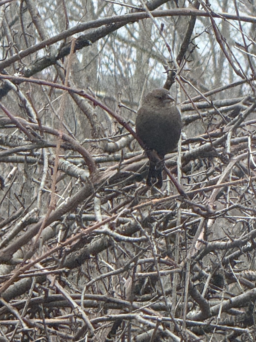 Brown-headed Cowbird - ML647427998