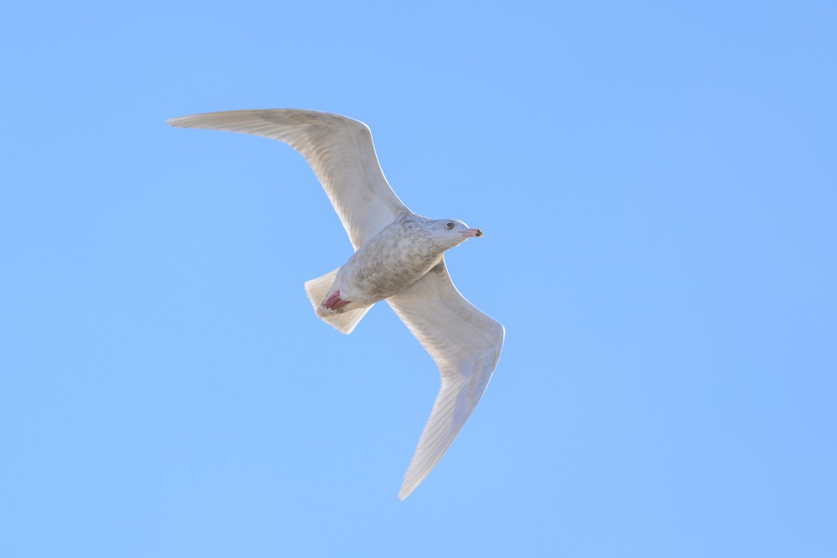 Kutup Martısı - ML647427999