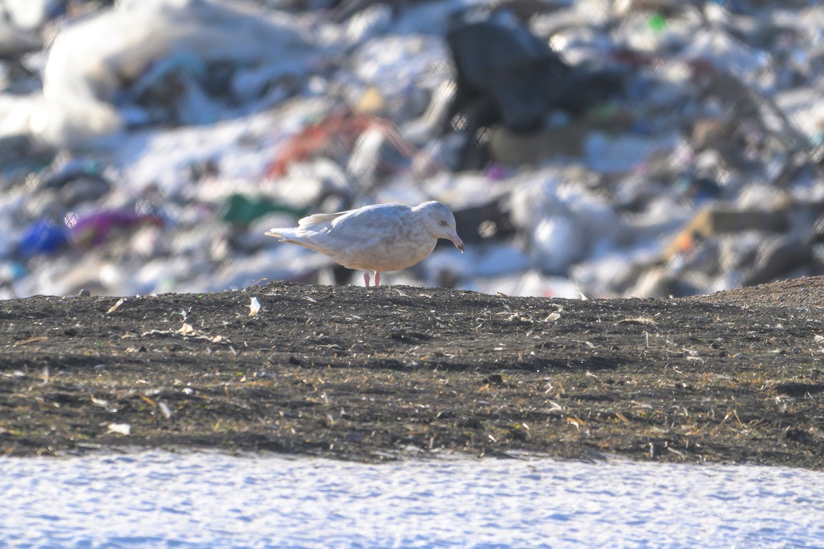 Kutup Martısı - ML647428000