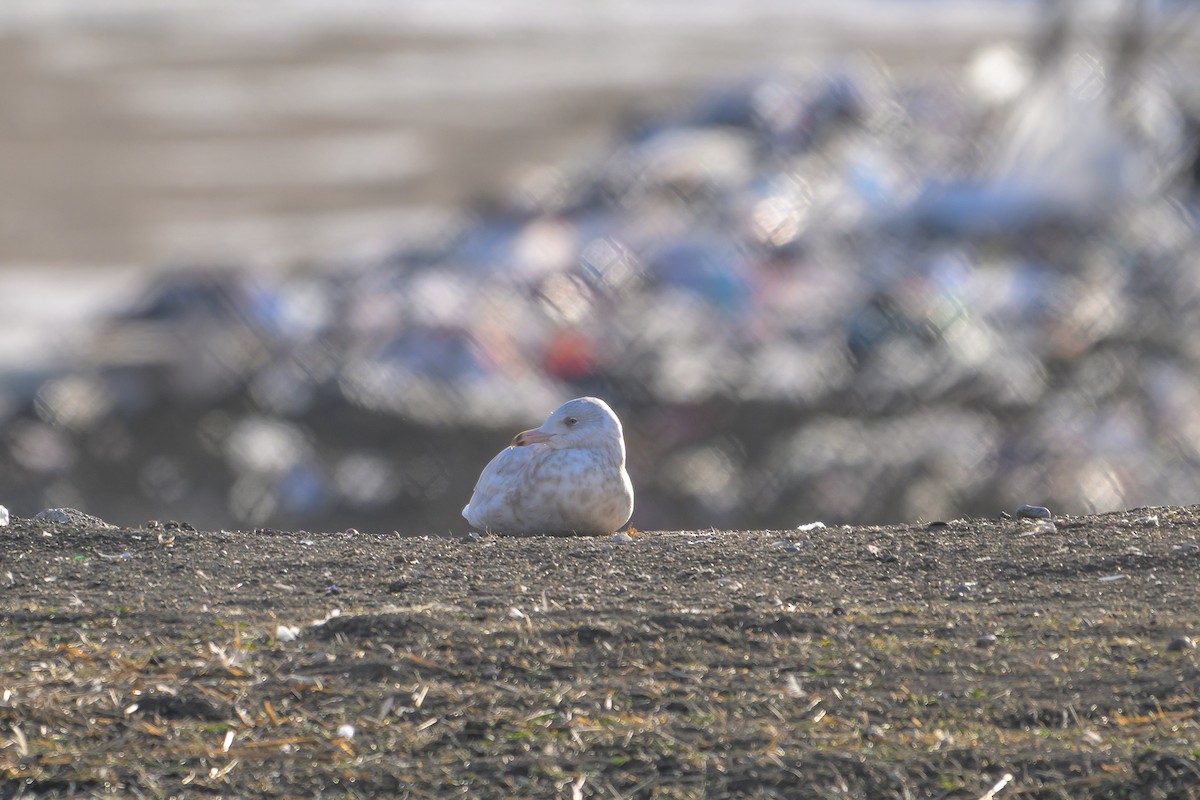 Kutup Martısı - ML647428002