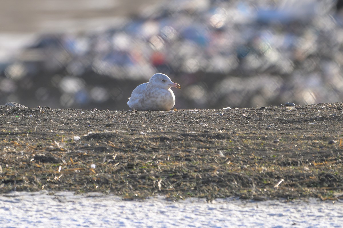 Kutup Martısı - ML647428003