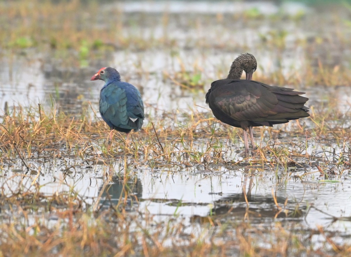 Гялаан билүүс - ML647428004