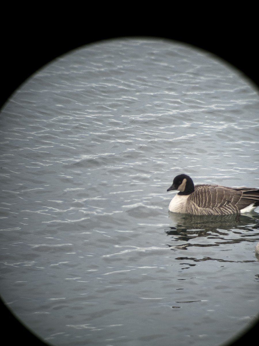 Cackling Goose - ML647428006