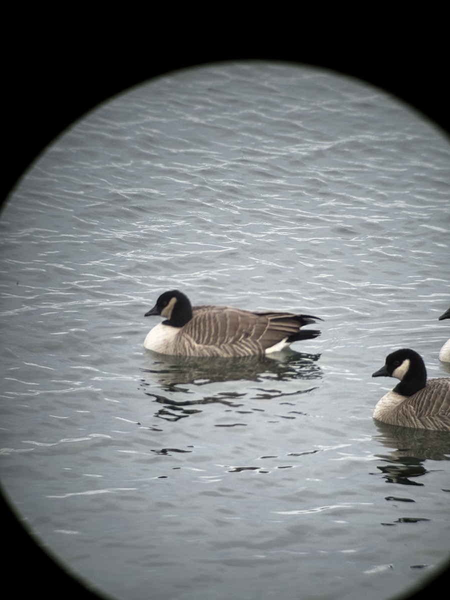 Cackling Goose - ML647428007