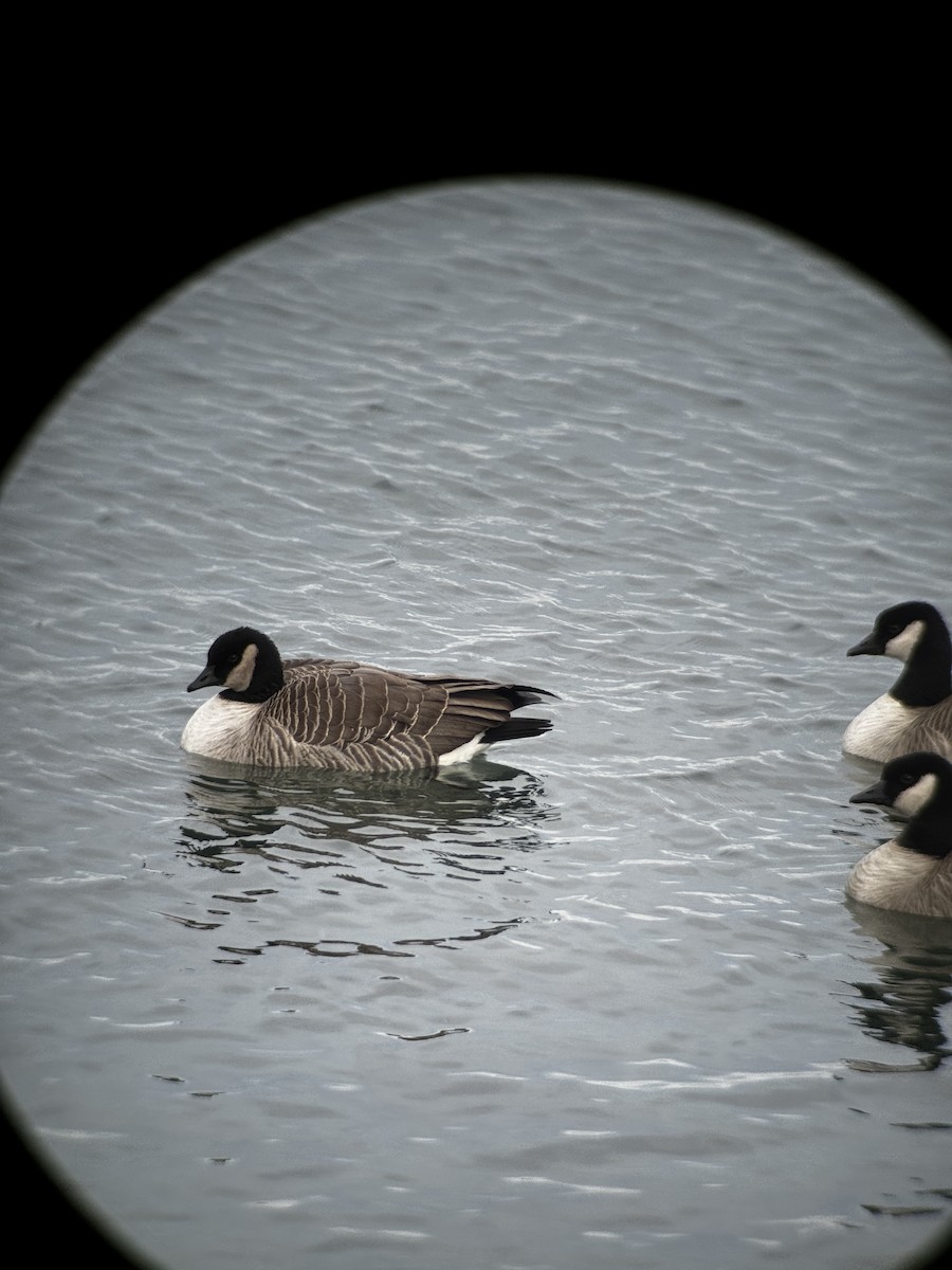 Cackling Goose - ML647428008