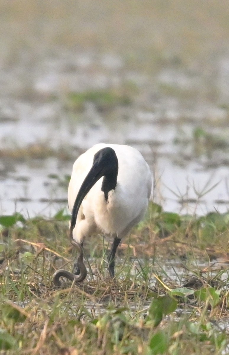 Хүрэн түрүүт билүүс - ML647428020