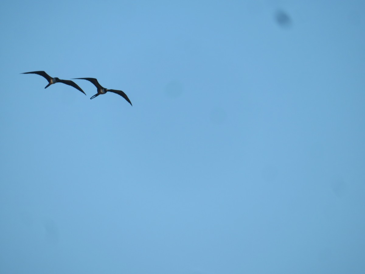 Magnificent Frigatebird - ML647428029