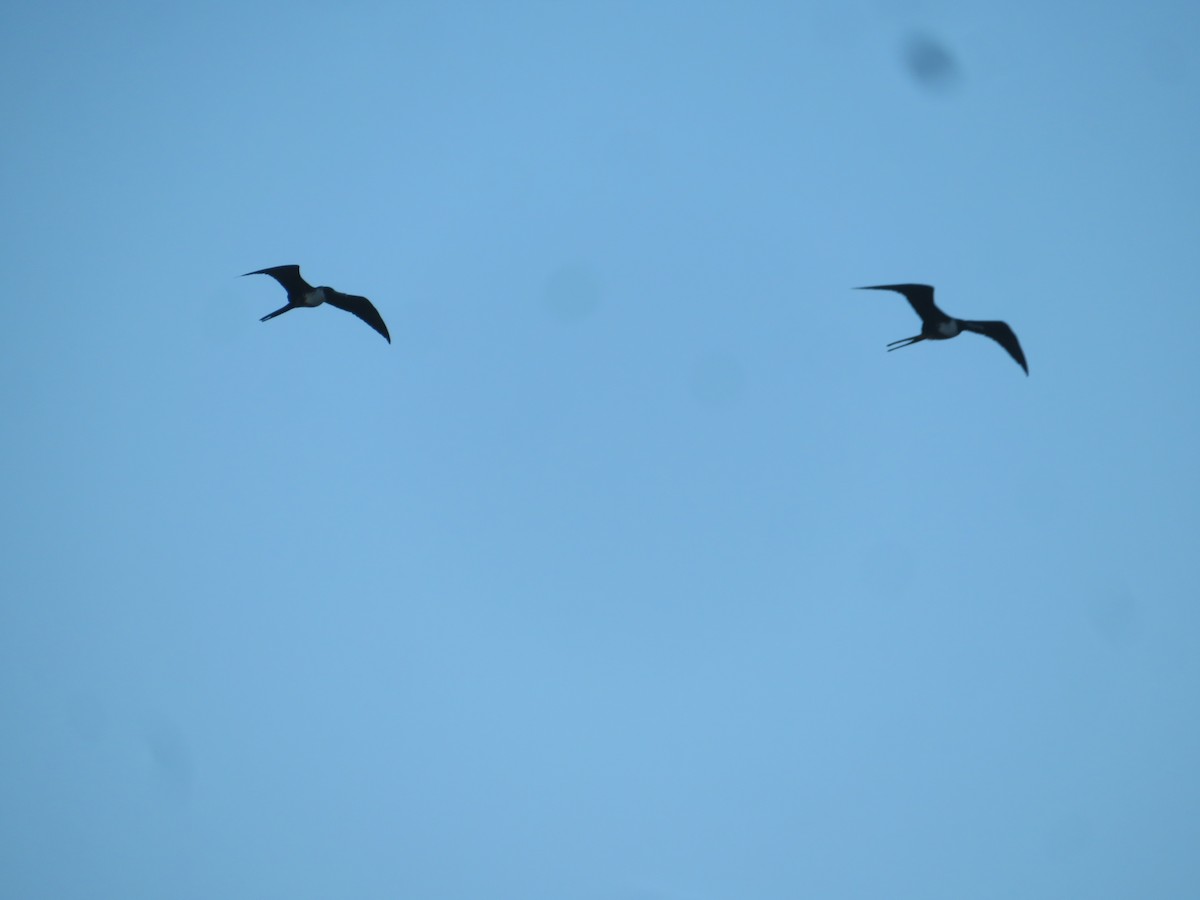 Magnificent Frigatebird - ML647428030