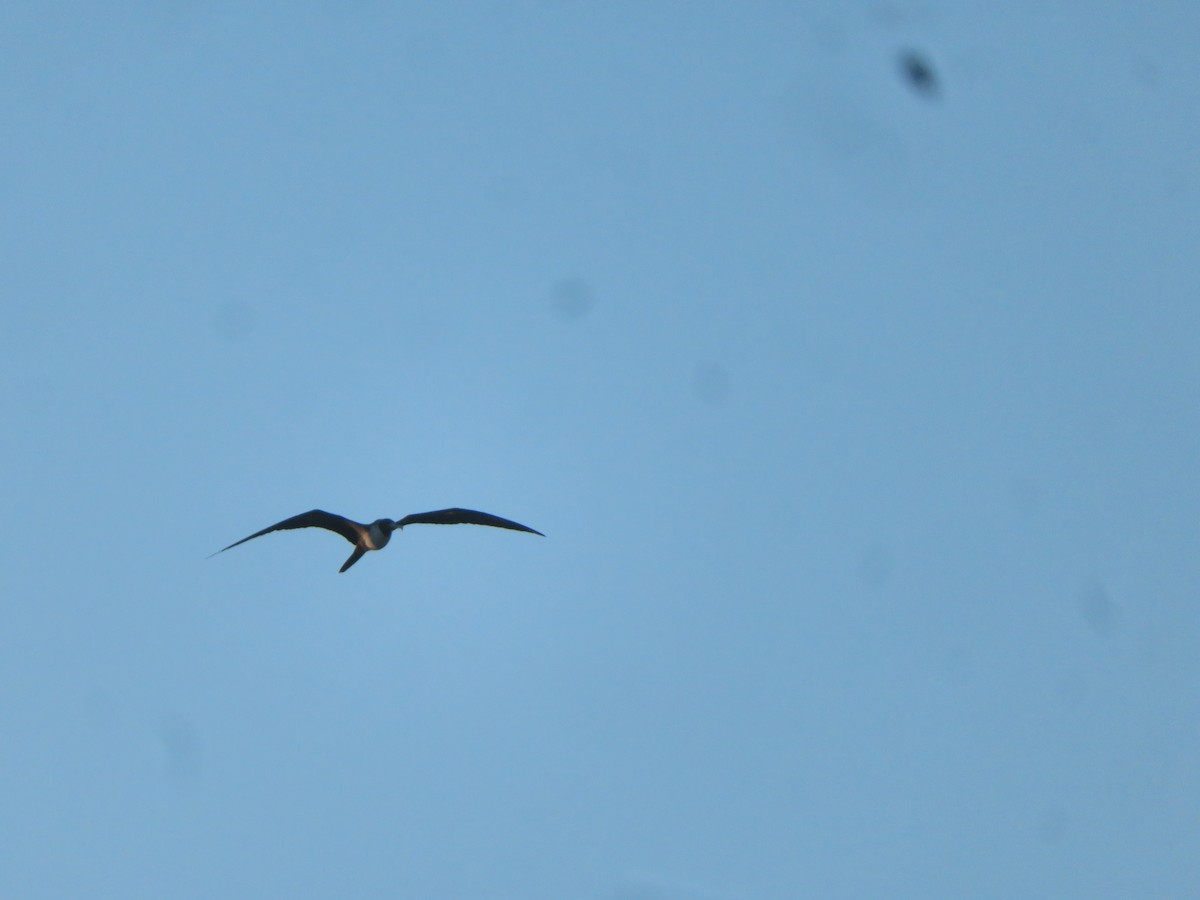 Magnificent Frigatebird - ML647428031