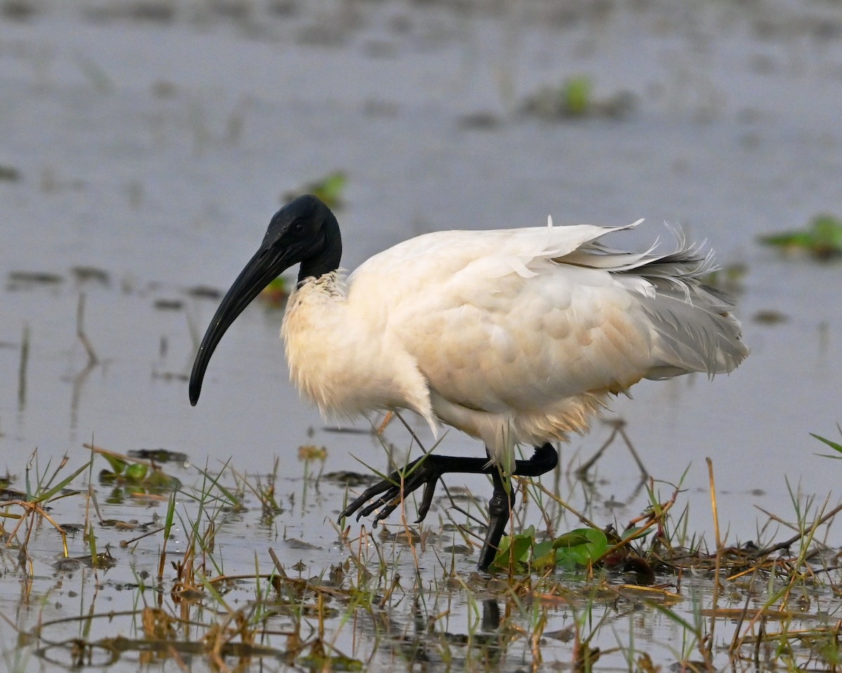 Хүрэн түрүүт билүүс - ML647428049