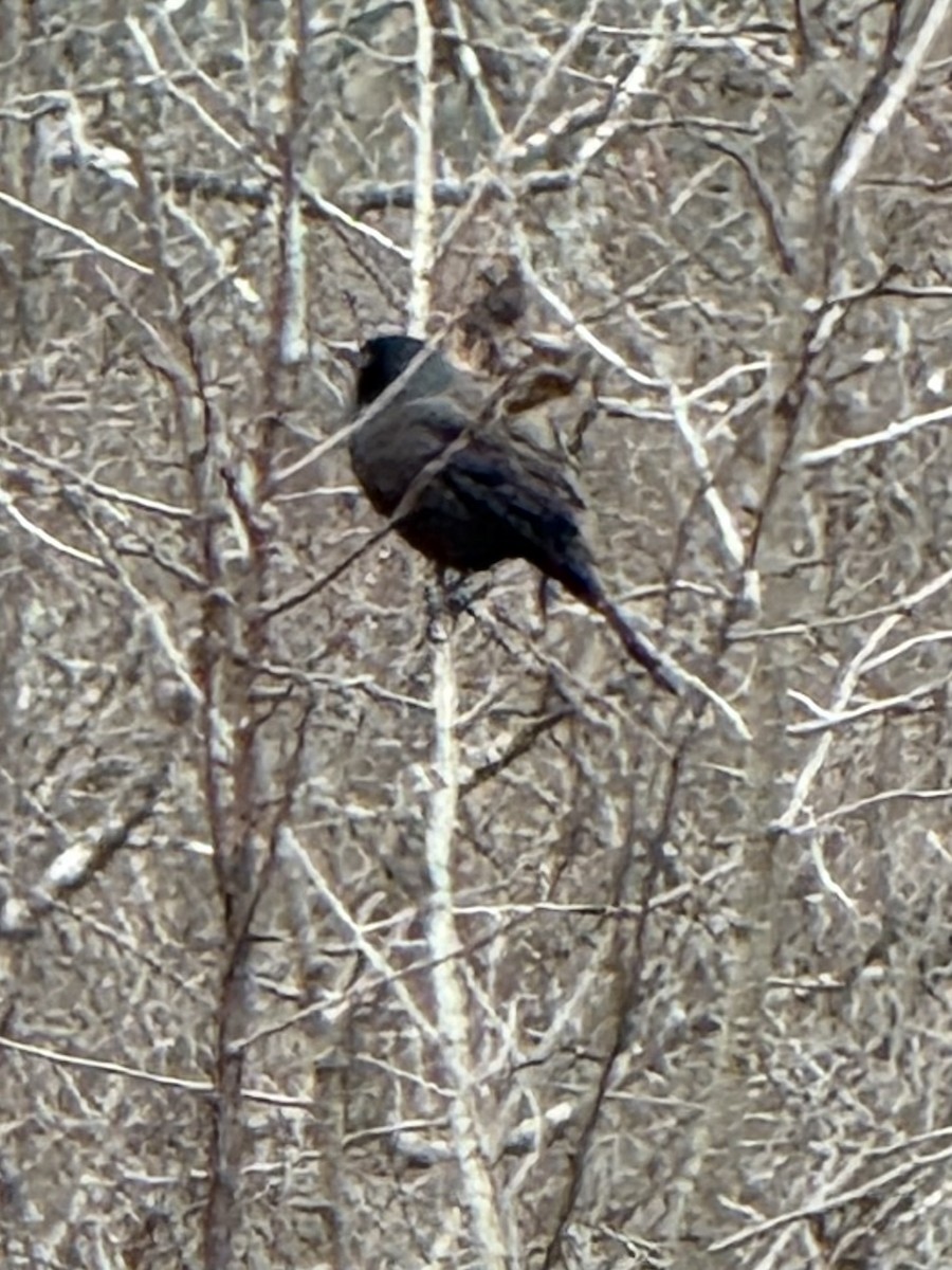 Common Grackle - ML647428052