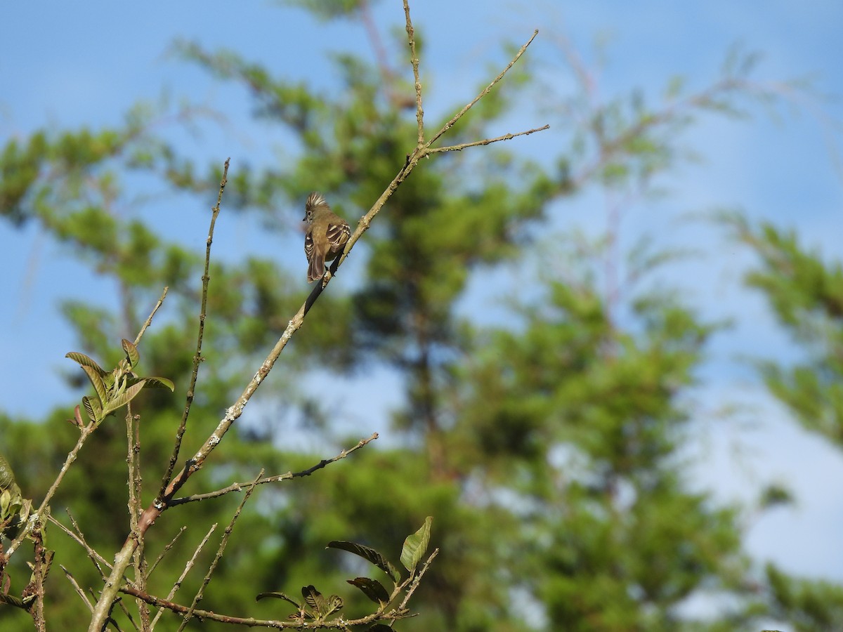 Yellow-bellied Elaenia - ML647428062