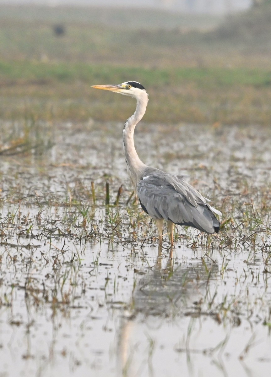 Хөх дэглий - ML647428068