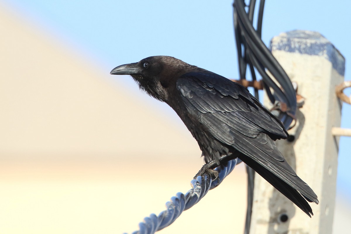 Brown-necked Raven - ML647428079