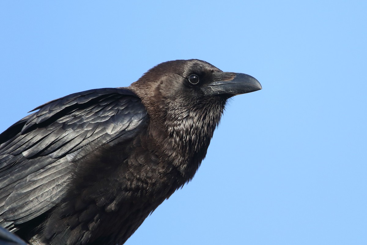 Brown-necked Raven - ML647428080