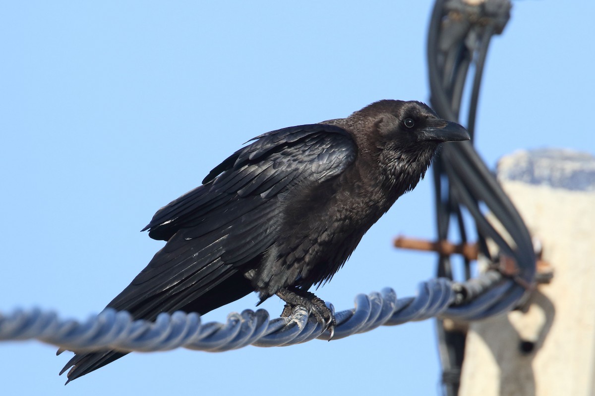 Brown-necked Raven - ML647428081