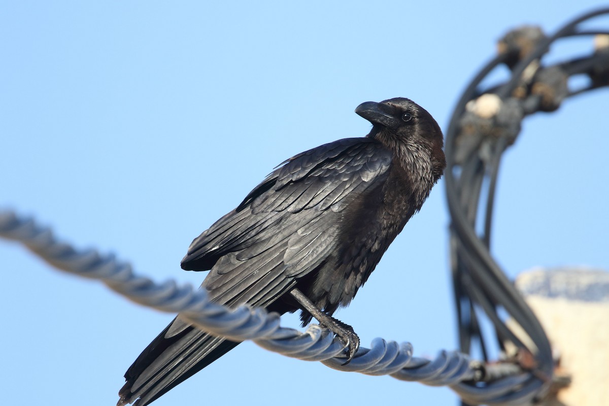 Brown-necked Raven - ML647428082
