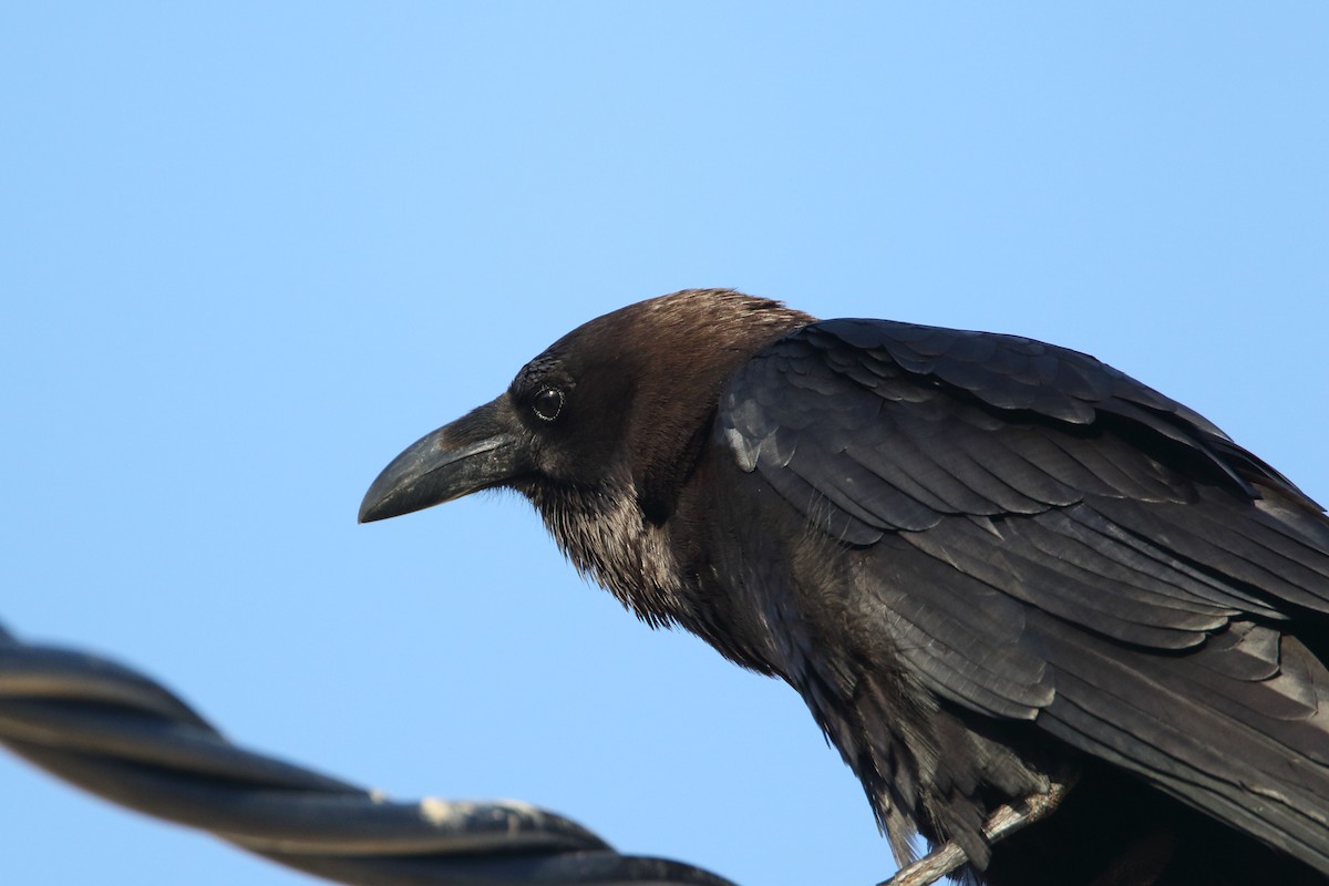 Brown-necked Raven - ML647428083