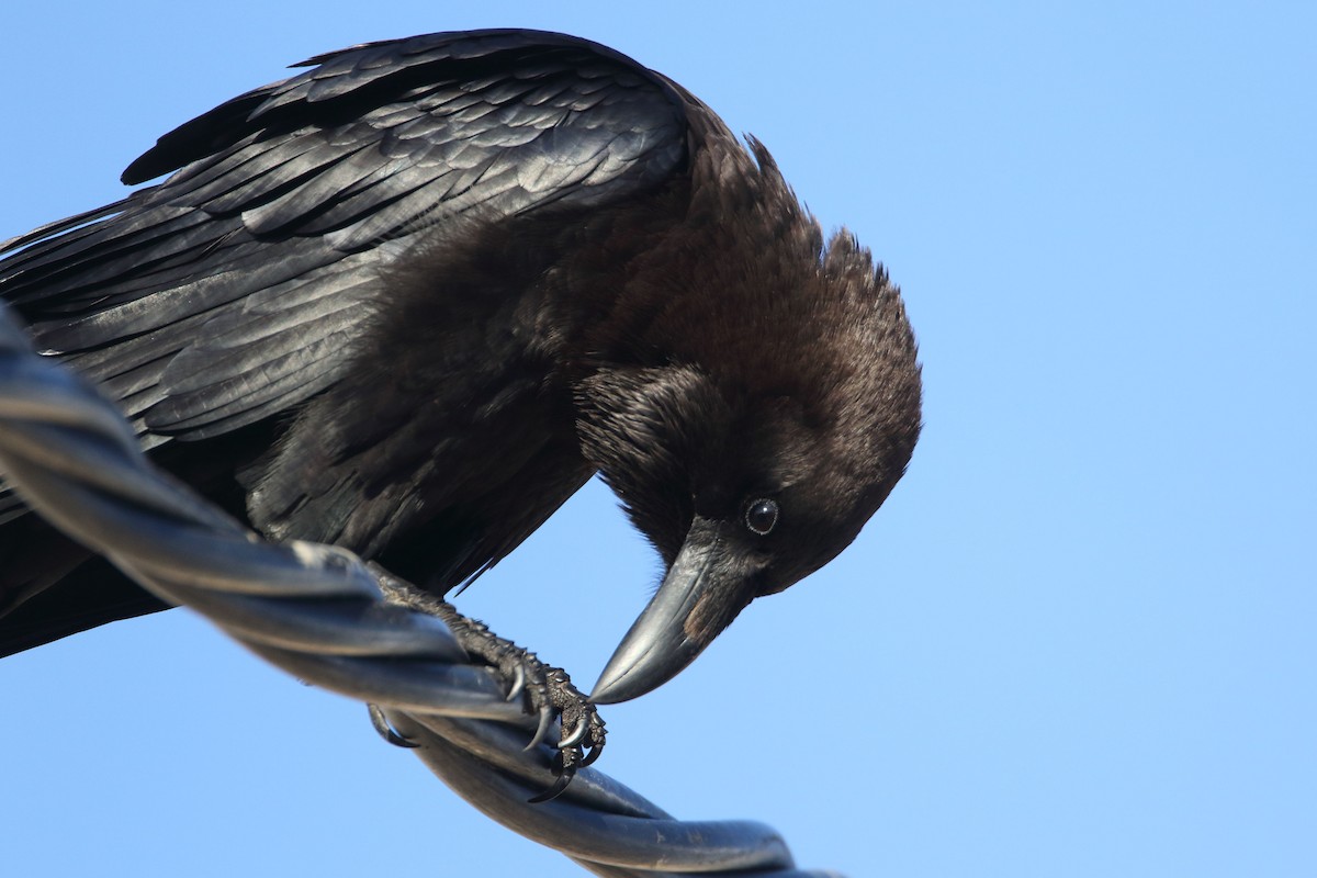 Brown-necked Raven - ML647428084