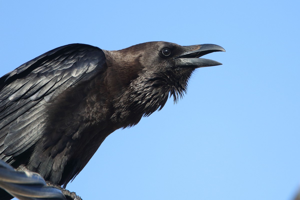 Brown-necked Raven - ML647428085
