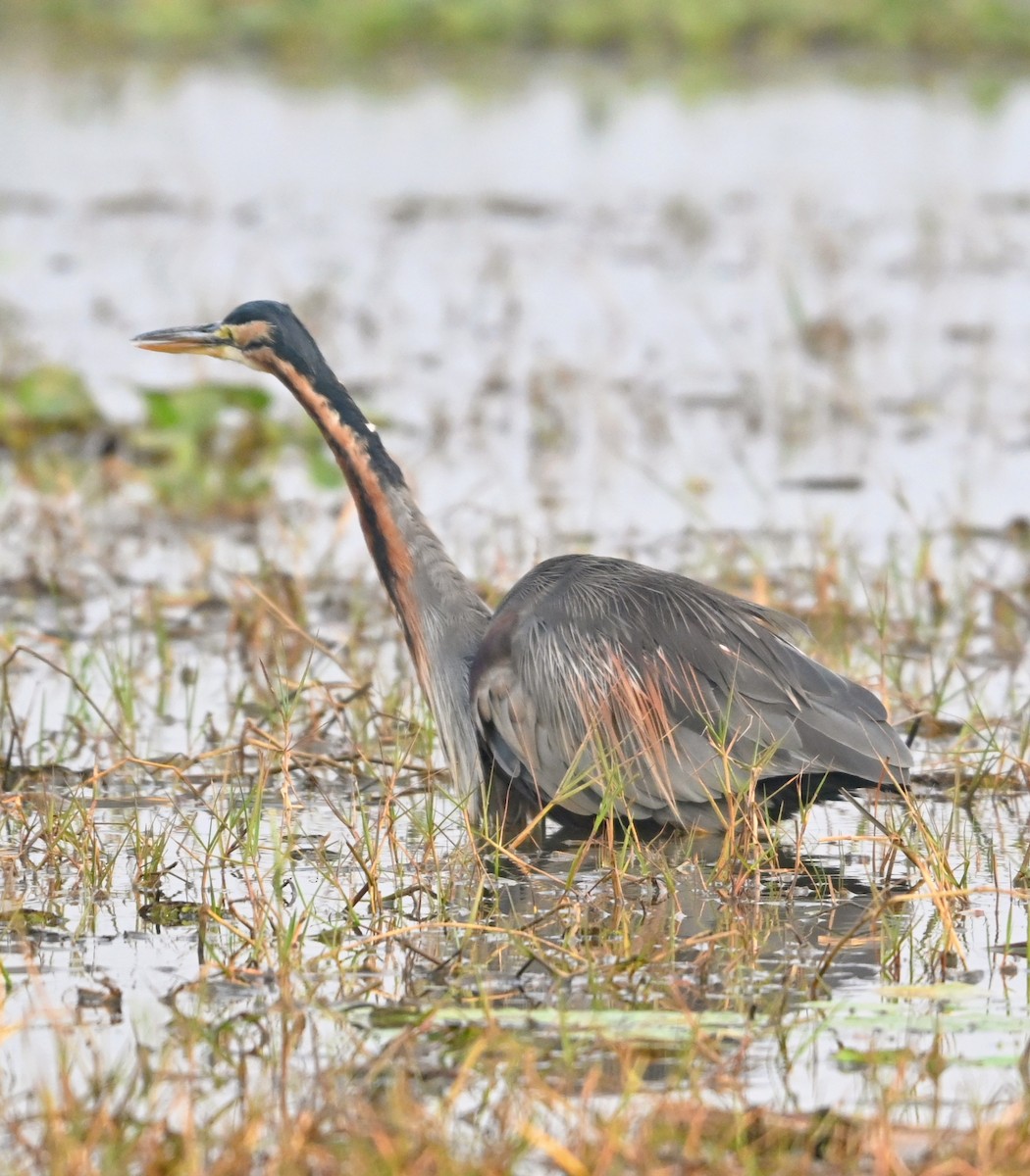 Зээрд дэглий - ML647428090