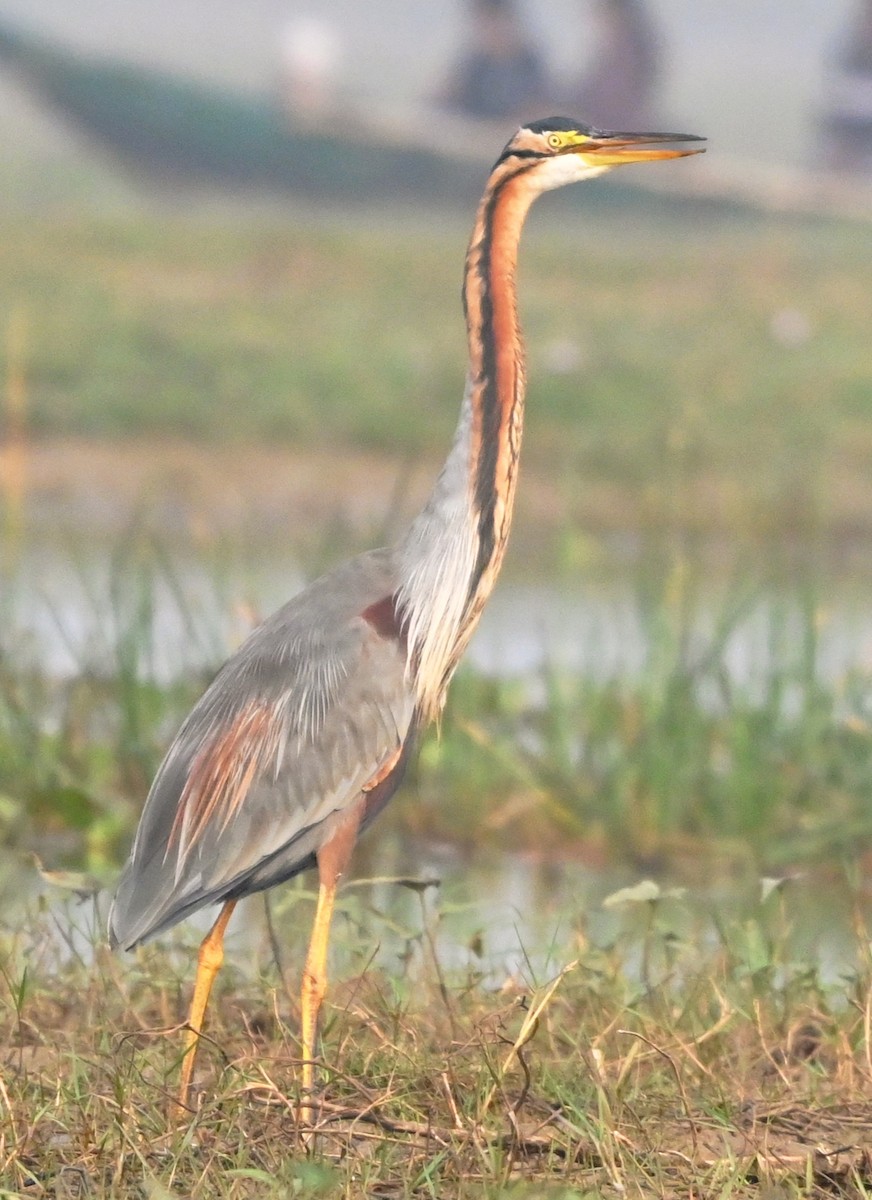 Зээрд дэглий - ML647428091