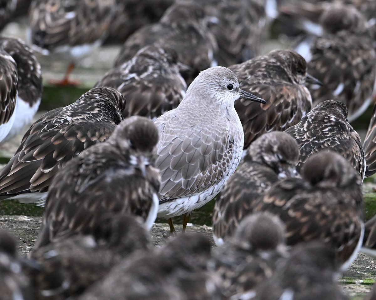 Bécasseau maubèche - ML647428098