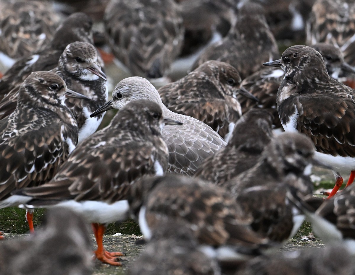 Bécasseau maubèche - ML647428099