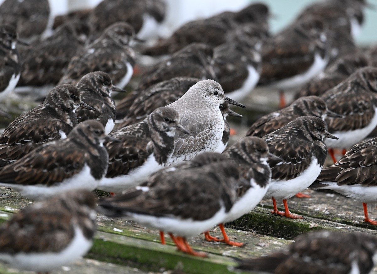 Bécasseau maubèche - ML647428101