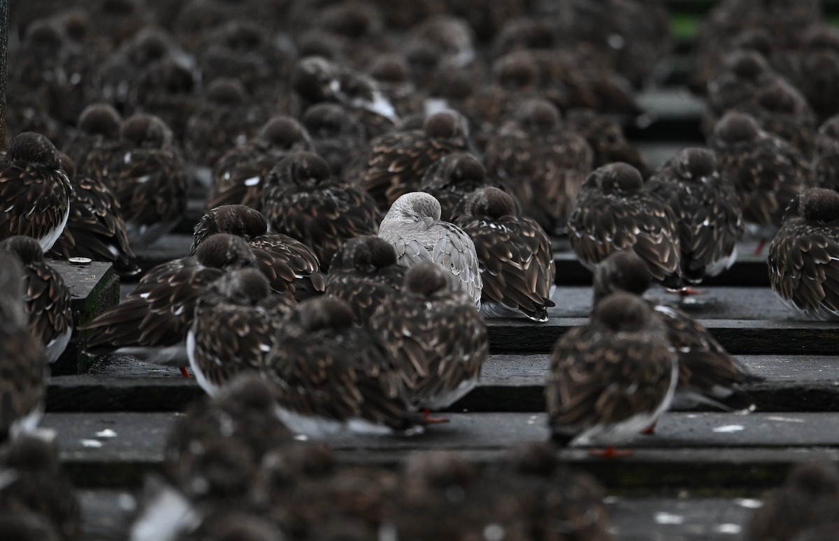 Bécasseau maubèche - ML647428102