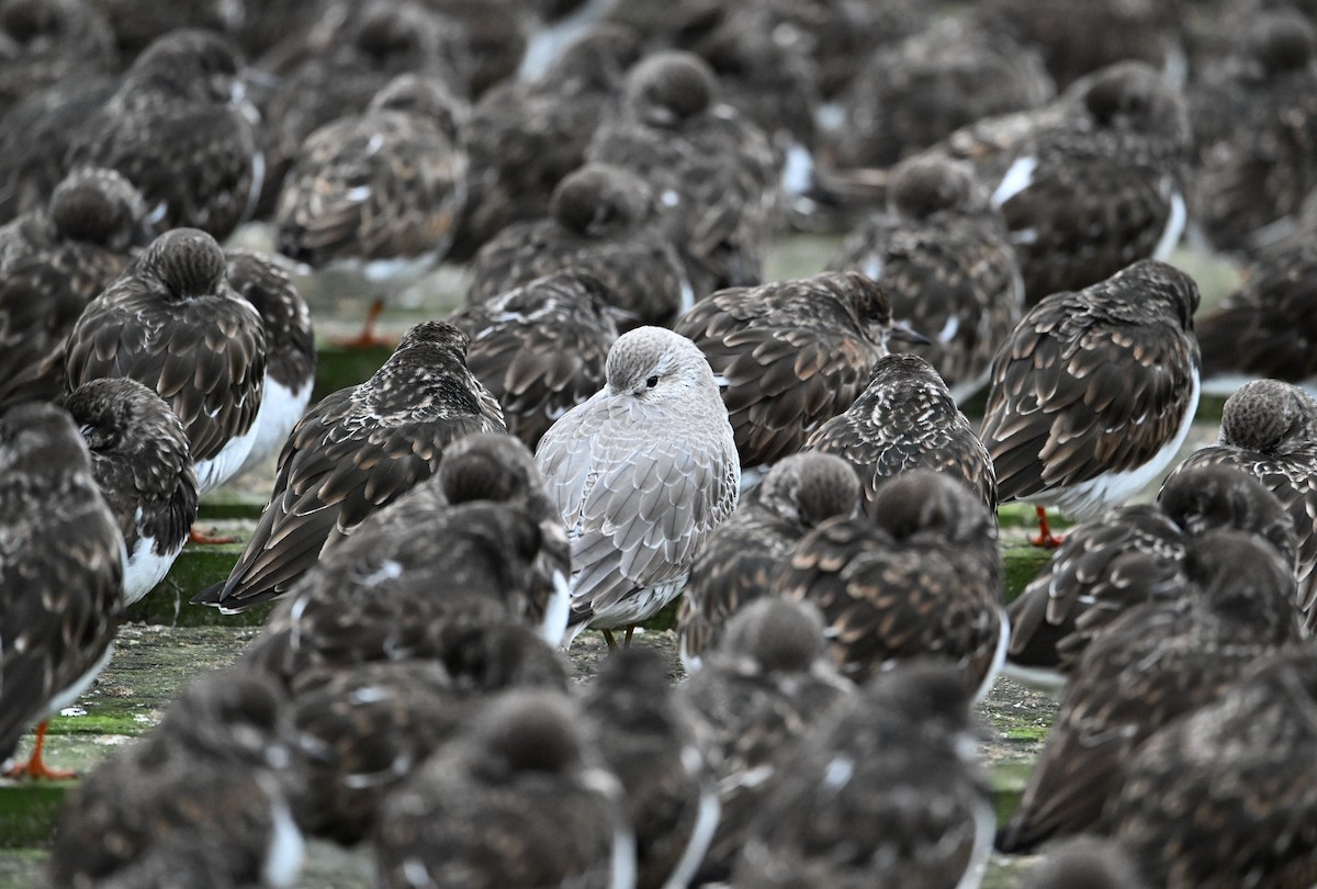 Bécasseau maubèche - ML647428103