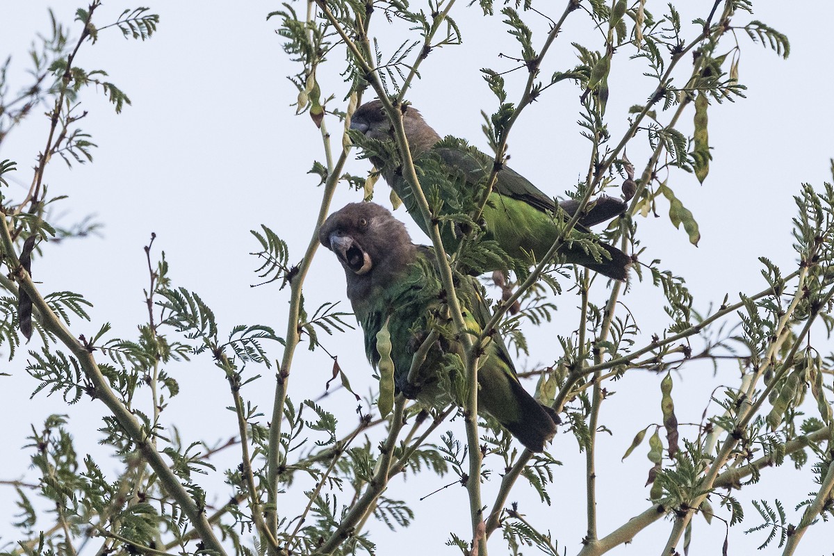 Lorito Cabecipardo - ML647428104