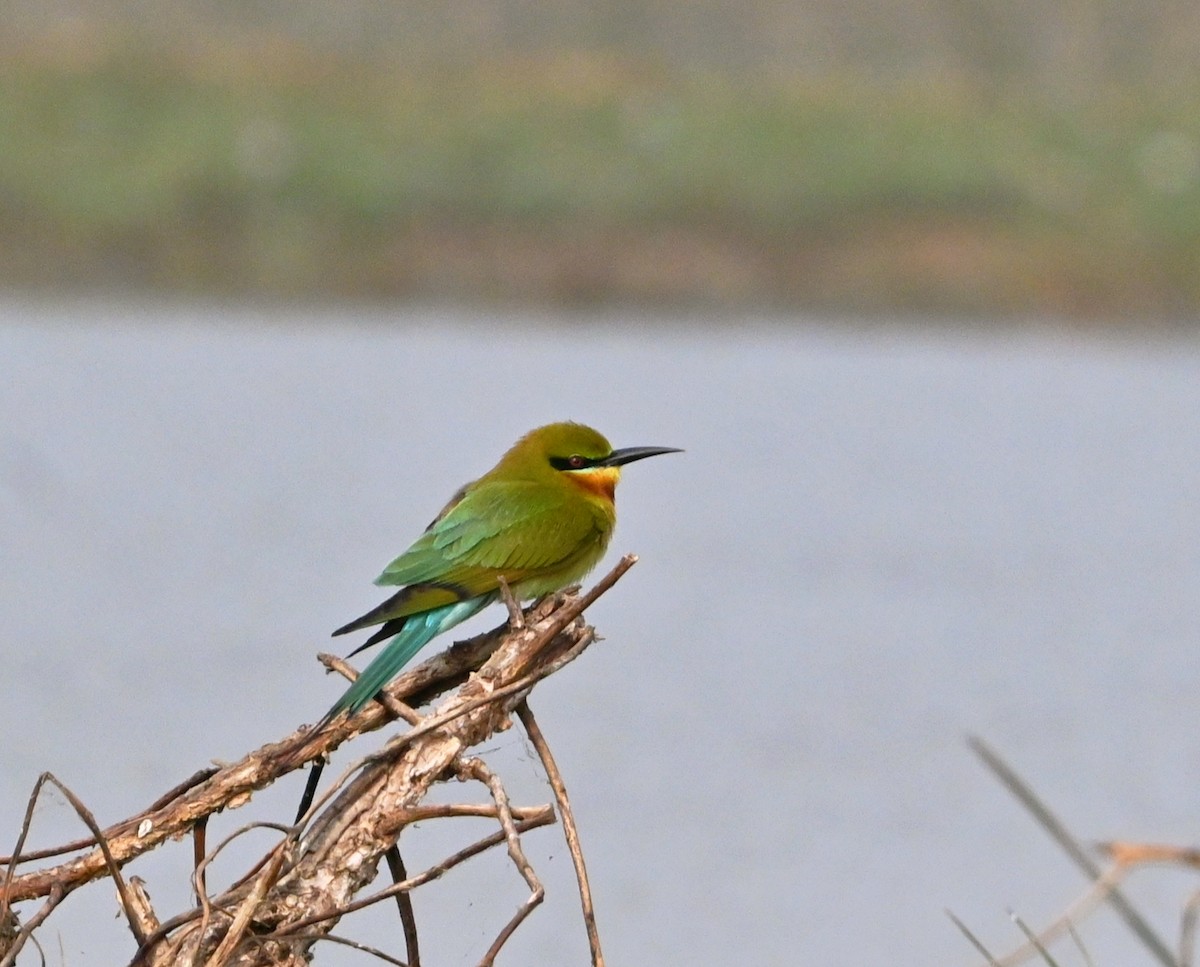 Blue-tailed Bee-eater - ML647428105