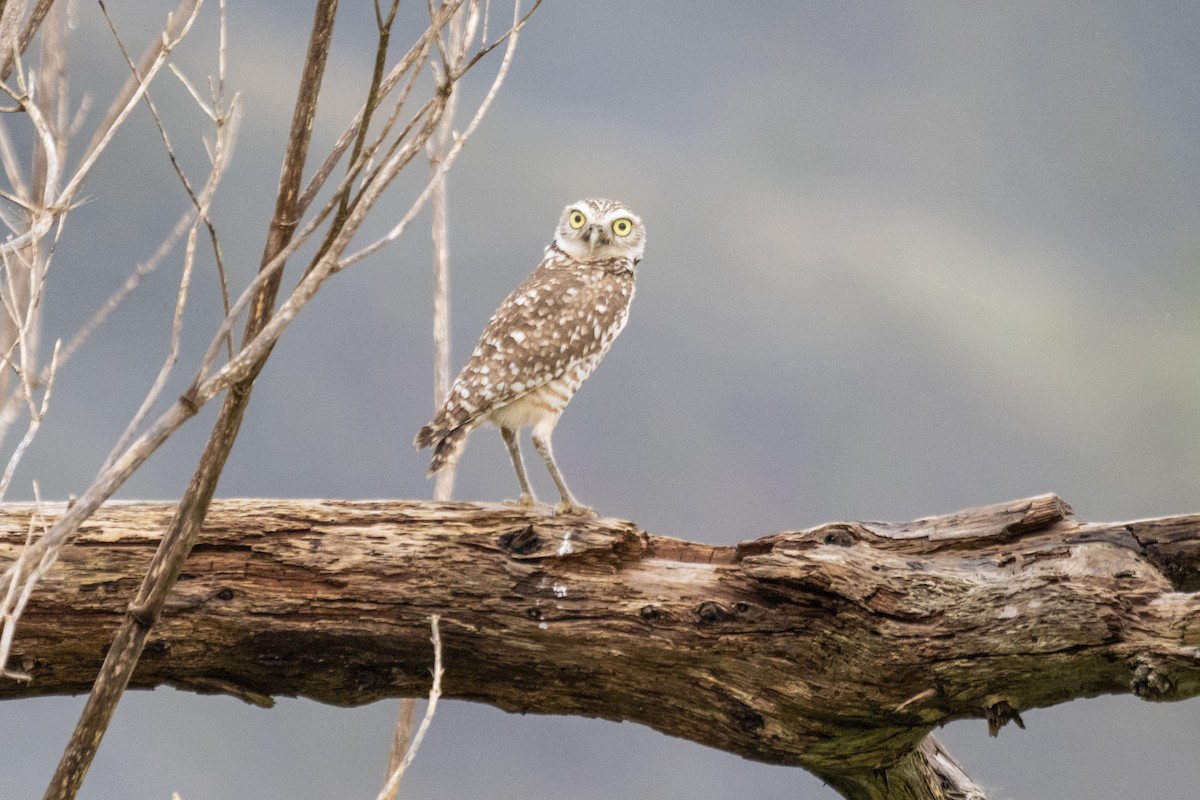 Burrowing Owl - ML647428109