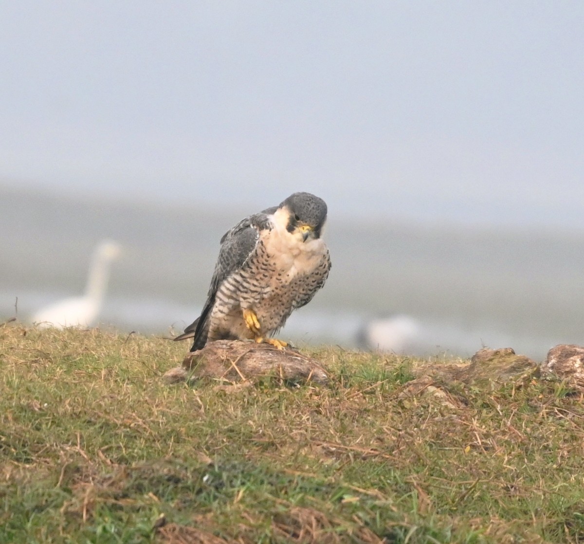 Эгэл шонхор - ML647428123