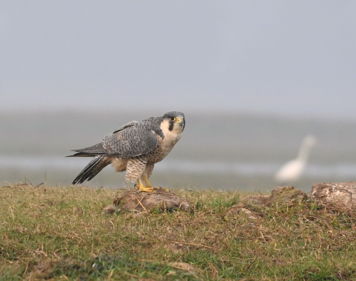 Эгэл шонхор - ML647428124